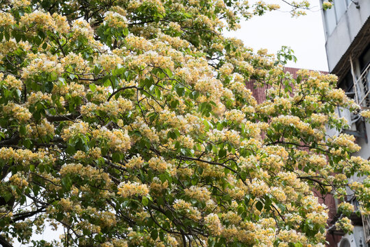 Beautiful Sacred Garlic Pear (crateva religiosa) flowers.	
