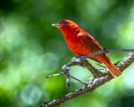 A male Summer Tanager perched on a small branch with a clean background.