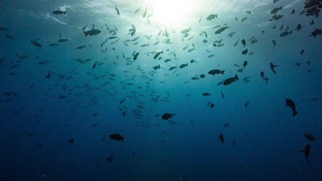 Spawning aggregation of Twin Spot Snapper silhouetted against sunlit water