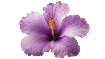 Delicate purple hibiscus flower with yellow stamen, isolated on transparent background © Nicolas