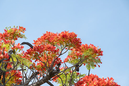 Beautiful Flamboyant (Delonix regia) flowers.