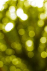 Obraz premium Abstract blurry green trees with sunlight filters in