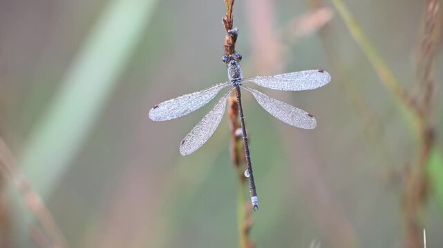 A common spreadwing dragonfly perched on a blade of grass in the morning dew, moor, common spreadwing, male, late summer, (lestes sponsa), lower saxony, germany