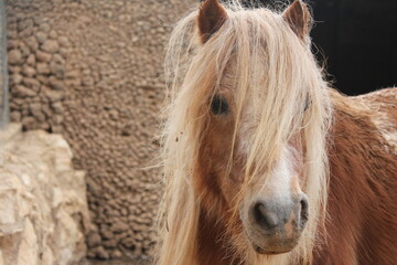 Close-up Portrait of a Brown Pony with Long Mane. © Bushra