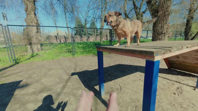 A dog in a dog training area runs onto a bridge and cannot jump to another simulator due to its small size. The owner trains his dog. From the first person.
