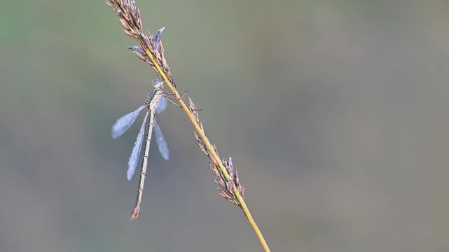 A common spreadwing dragonfly perched on a blade of grass in the morning dew, moor, common spreadwing, female, late summer, (lestes sponsa), lower saxony, germany