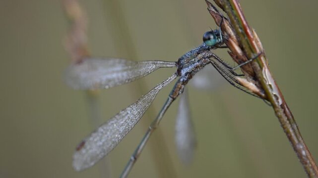 A common spreadwing dragonfly perched on a blade of grass in the morning dew, moor, common spreadwing, male, late summer, (lestes sponsa), lower saxony, germany