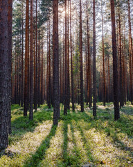 Fototapeta premium Pine forest in Norway