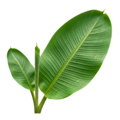 Fresh green tropical leaves on a stem isolated on transparent background, isolated on white background © Masud