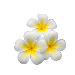 Fototapeta premium Beautiful white and yellow plumeria flowers isolated on transparent background, isolated on white background
