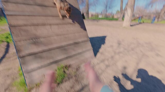 A trained dog climbs over a high fence at the command of the owner. A smart little mongrel dog. Training complex for dogs. From the first person.