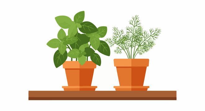 Two potted herbs, basil and dill, sit on a wooden shelf