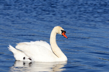 swan on the water © Christine Donnelly