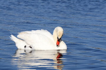 Naklejka premium swan on the lake