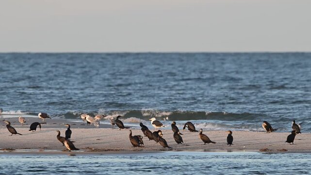 Cormorants and seagulls are resting on a sandbank in the baltic sea, nationalpark, september,  (phalacrocorax carbo), germany