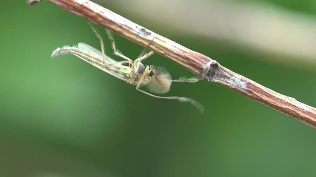 Close-up macro video of a small winged insect hanging under a dry branch with soft green bokeh background