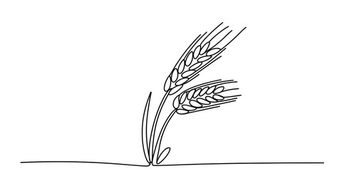 Simple line drawing of two wheat stalks isolated on white background, Vector, illustration © Nikhil Ray