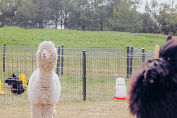 Obraz premium White alpaca stands in an outdoor enclosure with chickens