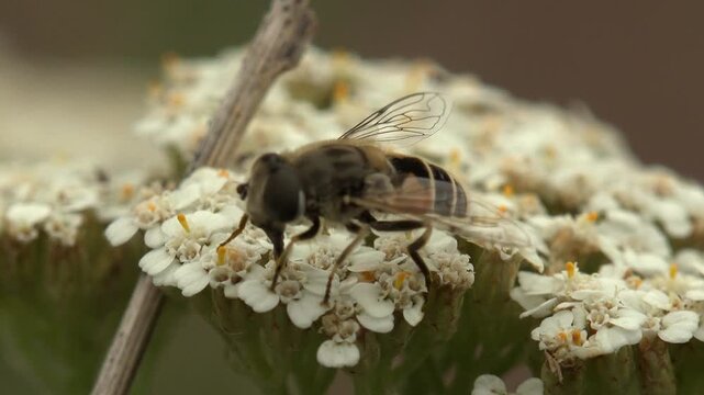 Macro close-up of a hoverfly feeding and hovering over small white yarrow flowers, showing transparent wings and compound eyes in soft summer light