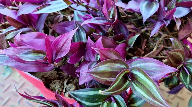 A vibrant close-up of Tradescantia zebrina (Wandering Jew / Inch Plant) shows glossy purple and green striped leaves cascading from a pot, with rich textures and layered foliage filling the frame.