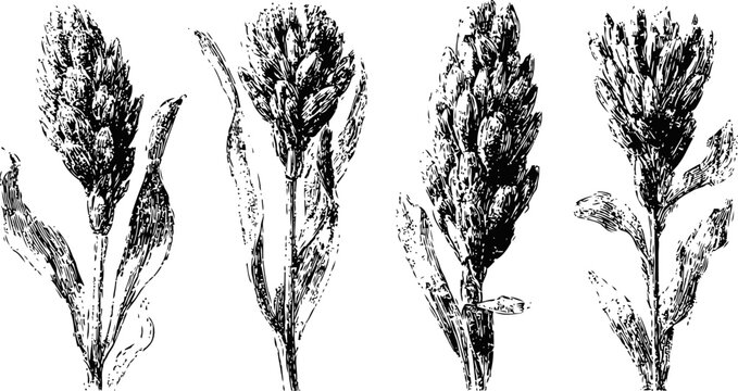 Vintage botanical sorghum plant illustrations agricultural cereal crops with seed heads and leaves