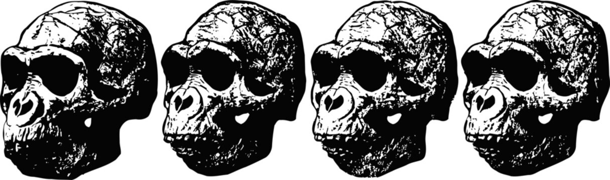 Stone gorilla skulls in a row isolated on white background primate skeletal heads, anthropology and evolution concept