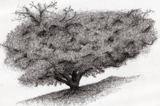 tree at bawal island Indonesian