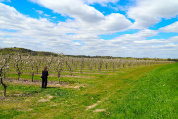 Fototapeta premium Woman looking at and walking through spring apple orchard stretching to the horizon