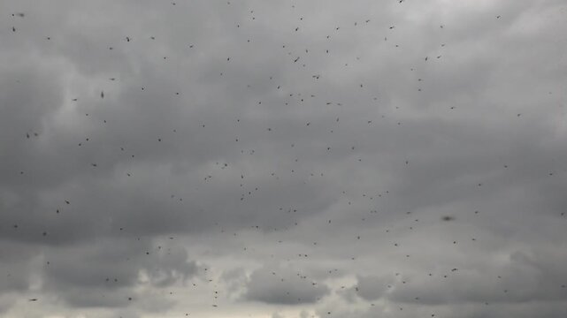 A dense swarm of small flying insects circling against an overcast grey sky with storm clouds, capturing insect swarming and mating flight behavior