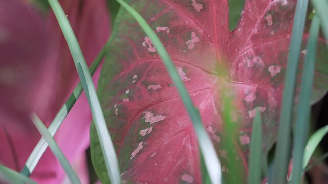 Caladium Red Flash