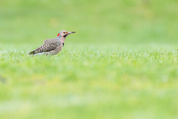Fototapeta premium Male northern flicker or common flicker (Colaptes auratus) in spring