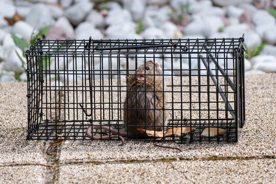 Gardeb rat captured inside a live trap. Pest control and rodent management concept, showing a real situation of small animal capture indoors without harming it.