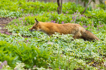 Obraz premium Mother Fox hunting squirrels in spring