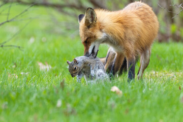 Fototapeta premium Mother Fox hunting squirrels in spring
