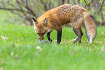 Fototapeta premium Mother Fox hunting squirrels in spring