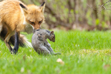 Obraz premium Mother Fox hunting squirrels in spring