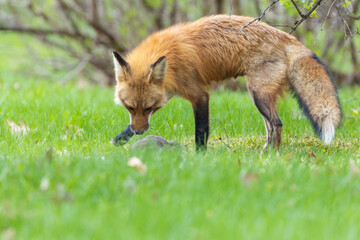Fototapeta premium Mother Fox hunting squirrels in spring