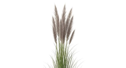 Fototapeta premium A beautiful ornamental grass plant