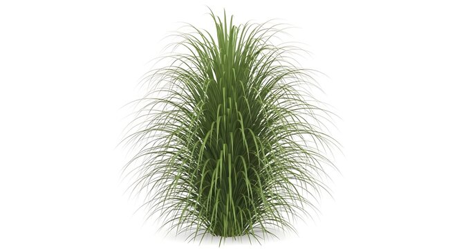 Vibrant grass plant isolated, lush green foliage on a light background. This photo captures the essence of nature