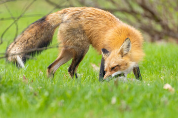 Fototapeta premium Mother Fox hunting squirrels in spring