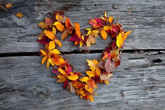 colorful fall leaves forming heart