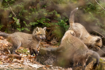 Fototapeta premium Babies fox in spring, Quebec, Canada