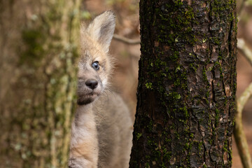 Fototapeta premium Babies fox in spring, Quebec, Canada