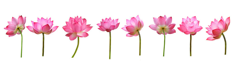 Fototapeta premium pink tulips on white background