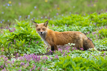 Fototapeta premium Mother Fox hunting squirrels in spring