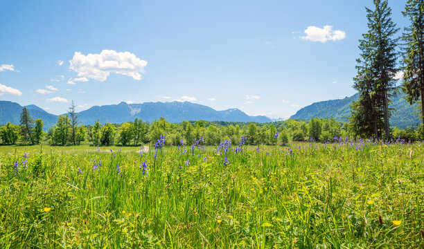 marshland with blue irises, view towards the estergebirge mountains. spring in bavaria