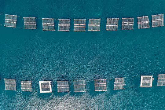 Aerial view of oyster or seaweed cultivation rafts floating on the turquoise sea near Itoshima Peninsula Itoshima, Fukuoka, Japan.