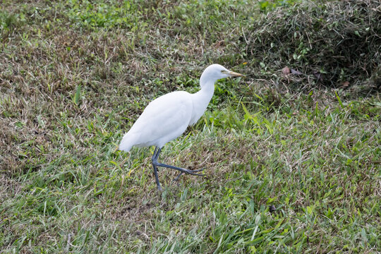 A beautiful Cattle Egret.