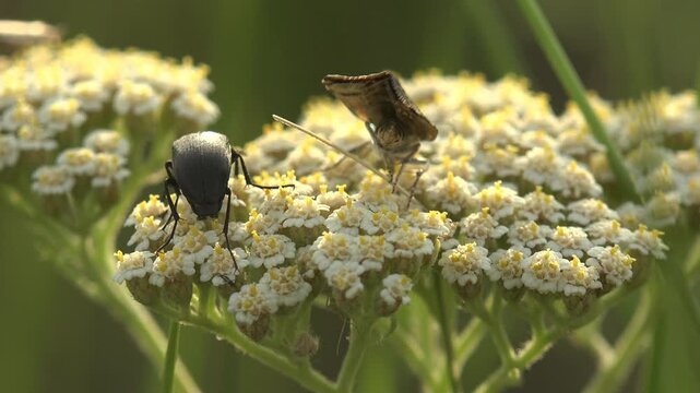 Shiny black beetle (Cetoniidae) and black-and-white patterned moth feeding together on white yarrow (Achillea millefolium). Warm golden side light, yellow stamens visible. Dark green bokeh background