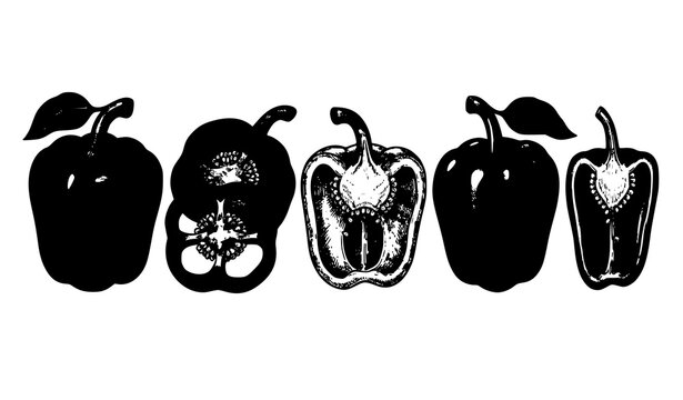 Hand Drawn Bell Pepper Engraving Style Vector Set with Whole and Sliced Capsicum Botanical Illustration
